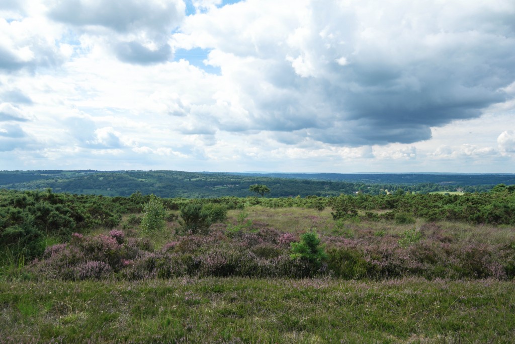 Hundred Acre Wood-aa-milne-heffalump tree