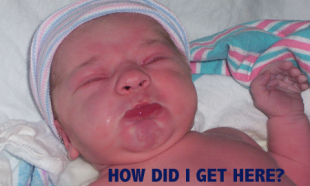 The Birds and The Bees and Swimming Trophies