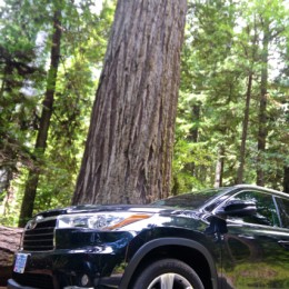 2014 Toyota Highlander in the Redwood Forest