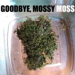Goodbye, Mossy Moss