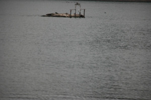 Yellow-Ferry-VRBO-Sausalito-Houseboat-Rental_Habor-Seals