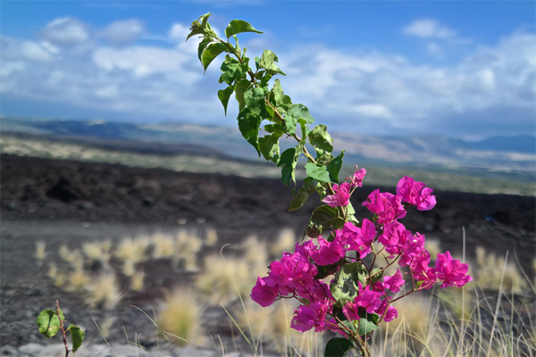 eff Bogle_NX30 30mm_9-19-2014_Pink Flowers and Hawaiian Lava Rocks
