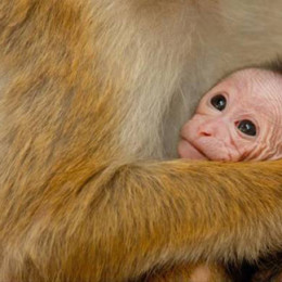 A Movie for Mouse — Disneynature’s Monkey Kingdom