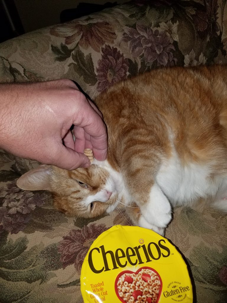 CheerioChallenge Life of Dad_Jeff Bogle OWTK_Tabby Cat