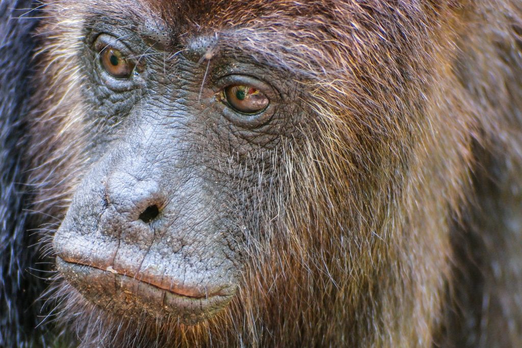 Belize Travel Story Howler Monkey Excursion