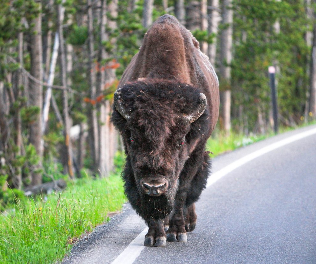 How I Created A Perfect Yellowstone Moment To Last A Lifetime_Yellowstone Park Bison on the Road