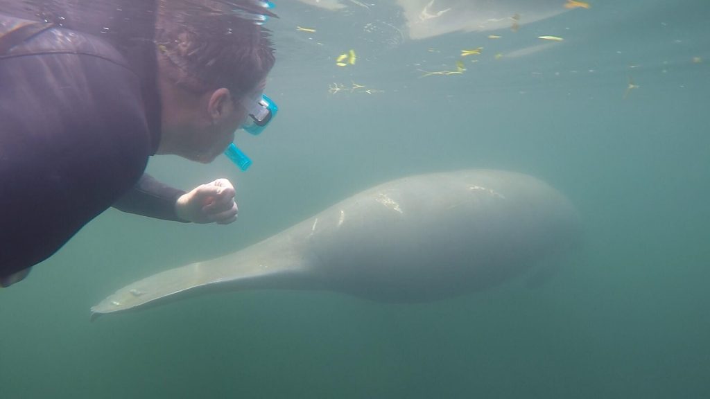 What it feels like to swim with manatees