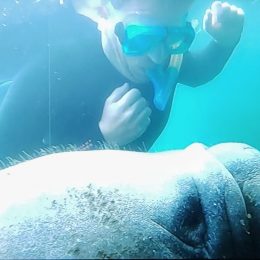 What It Feels Like To Swim with Manatees in Crystal River, Florida